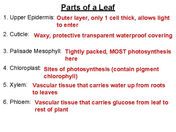 Parts of a Leaf 1. Upper Epidermis: Outer layer, only 1 cell thick, allows