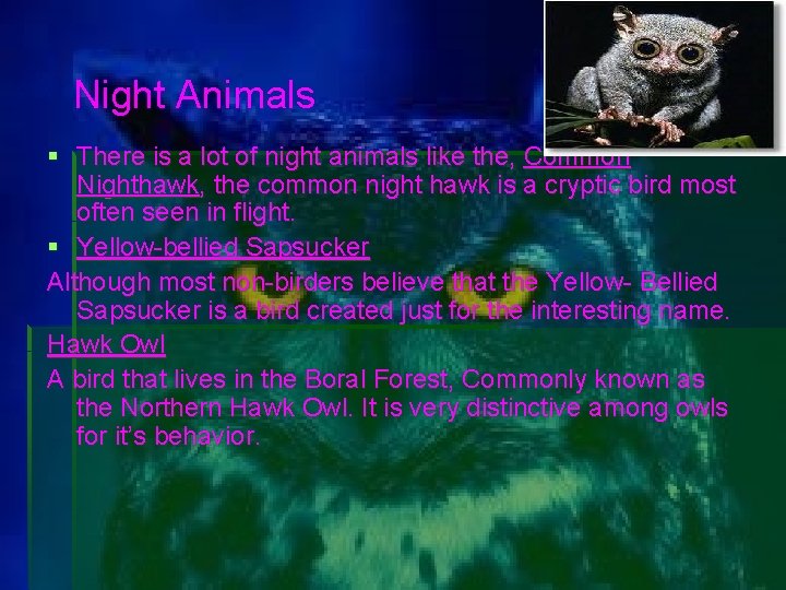 Night Animals There is a lot of night animals like the, Common Nighthawk, the