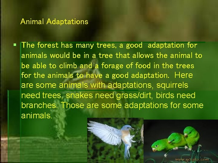 Animal Adaptations The forest has many trees, a good adaptation for animals would be