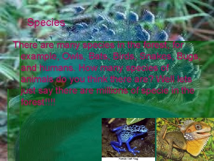 Species There are many species in the forest, for example, Owls, Bats, Birds, Snakes,