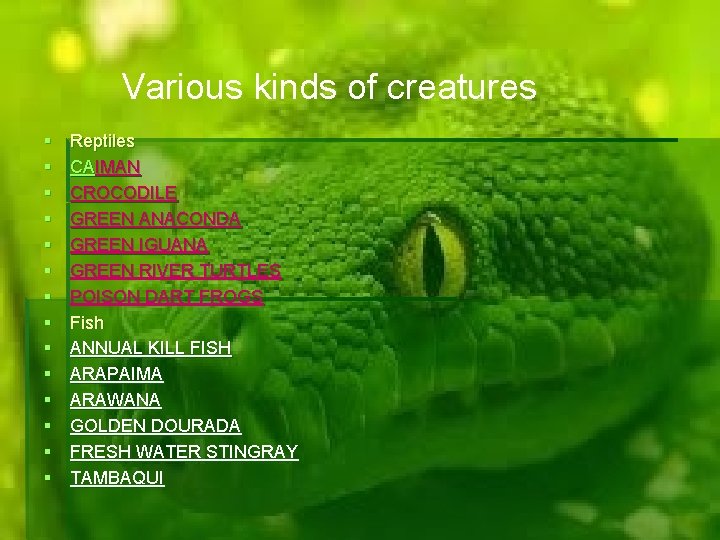 Various kinds of creatures Reptiles CAIMAN CROCODILE GREEN ANACONDA GREEN IGUANA GREEN RIVER TURTLES