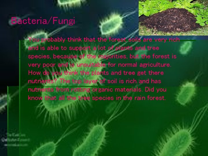 Bacteria/Fungi You probably think that the forest soils are very rich and is able