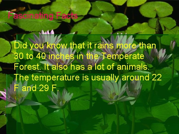 Fascinating Facts Did you know that it rains more than 30 to 40 inches