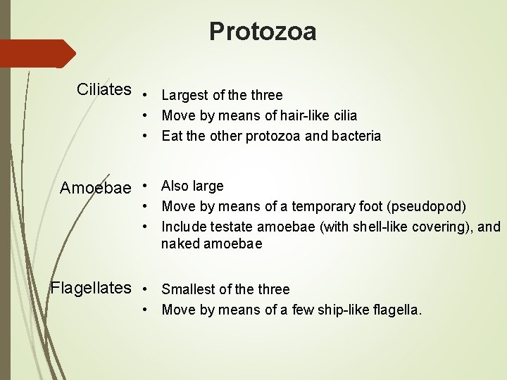 Protozoa Ciliates • Largest of the three • Move by means of hair-like cilia