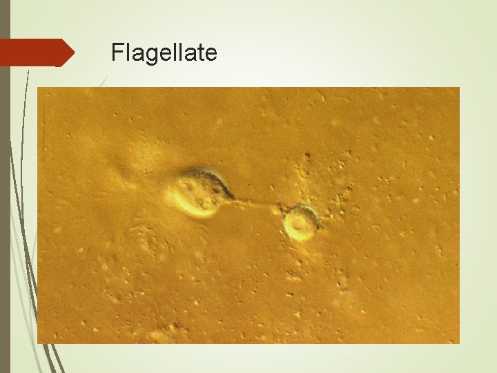 Flagellate 