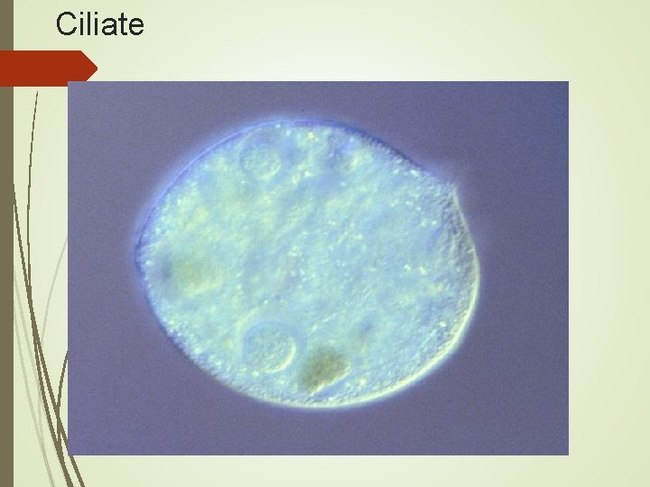 Ciliate 