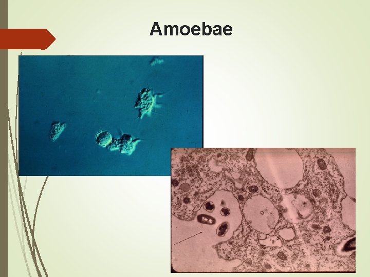 Amoebae 