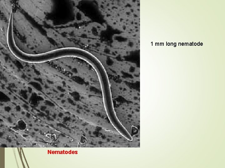 1 mm long nematode Nematodes 