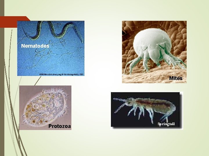 Nematodes Mites Protozoa 