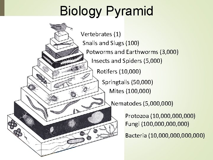 Biology Pyramid Vertebrates (1) Snails and Slugs (100) Potworms and Earthworms (3, 000) Insects
