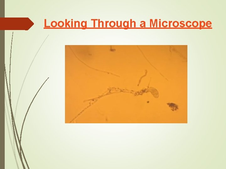 Looking Through a Microscope 