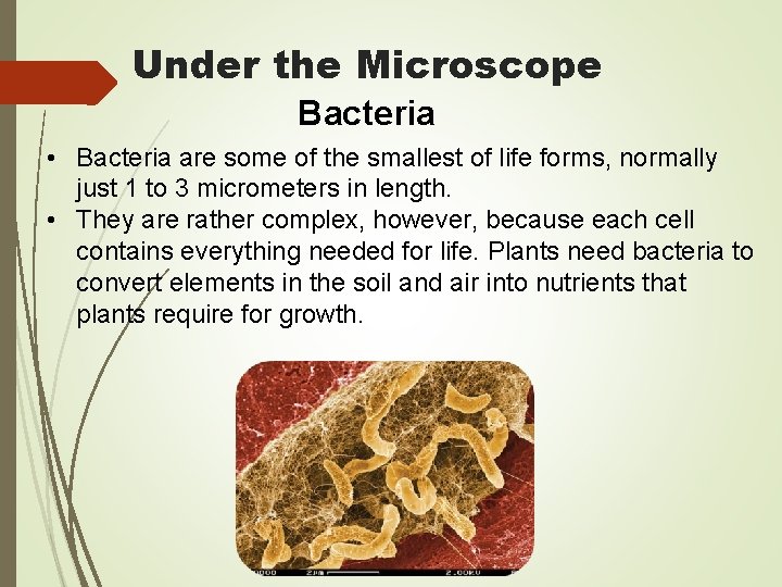 Under the Microscope Bacteria • Bacteria are some of the smallest of life forms,