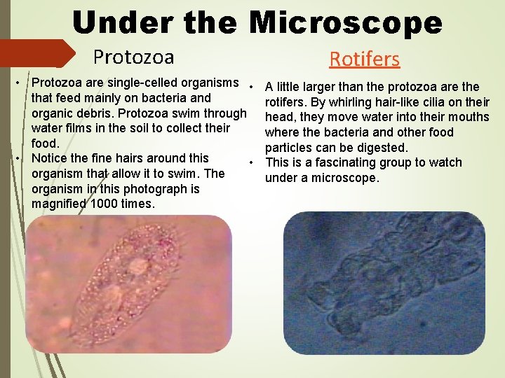 Under the Microscope Protozoa • Protozoa are single-celled organisms • that feed mainly on