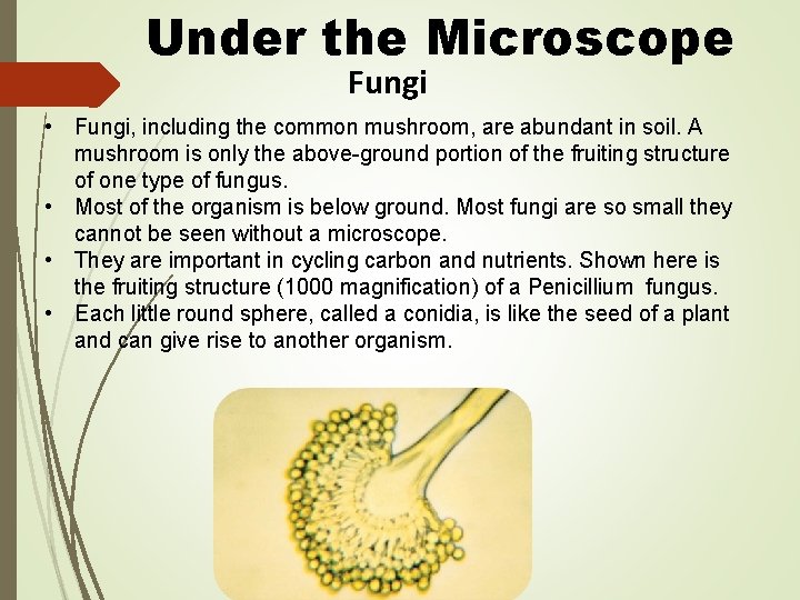 Under the Microscope Fungi • Fungi, including the common mushroom, are abundant in soil.