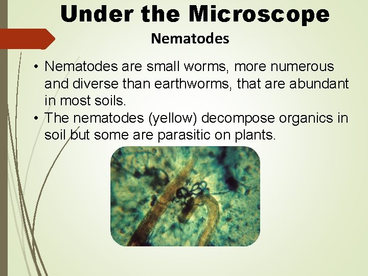 Under the Microscope Nematodes • Nematodes are small worms, more numerous and diverse than