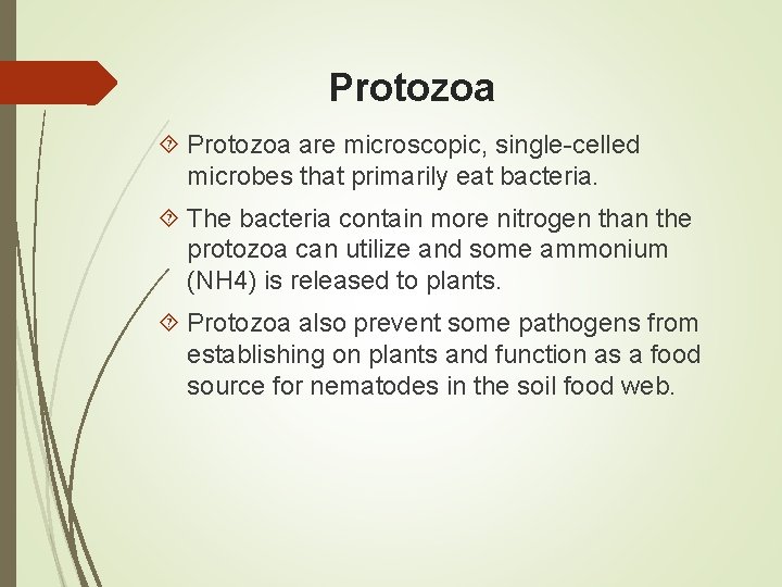 Protozoa are microscopic, single-celled microbes that primarily eat bacteria. The bacteria contain more nitrogen