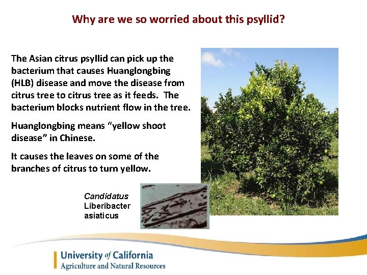 Why are we so worried about this psyllid? The Asian citrus psyllid can pick