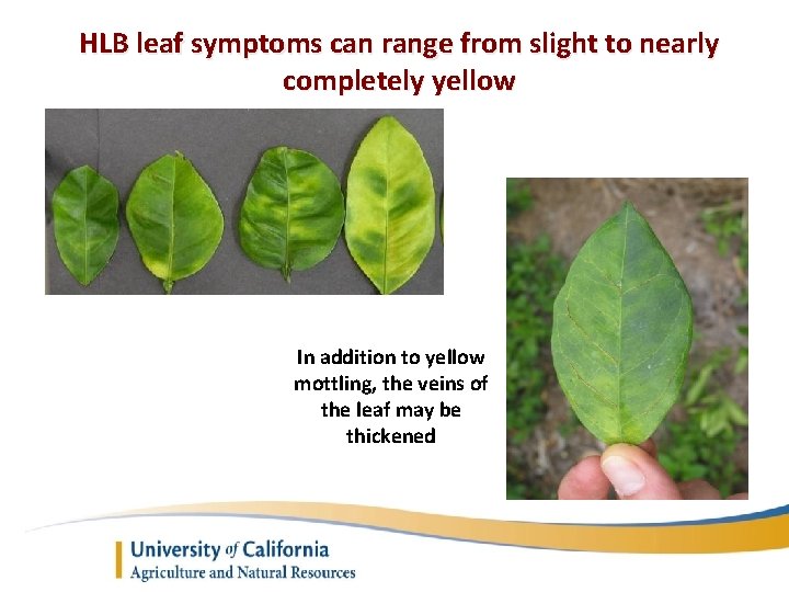 HLB leaf symptoms can range from slight to nearly completely yellow In addition to