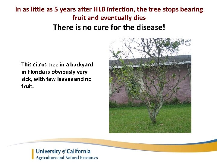 In as little as 5 years after HLB infection, the tree stops bearing fruit