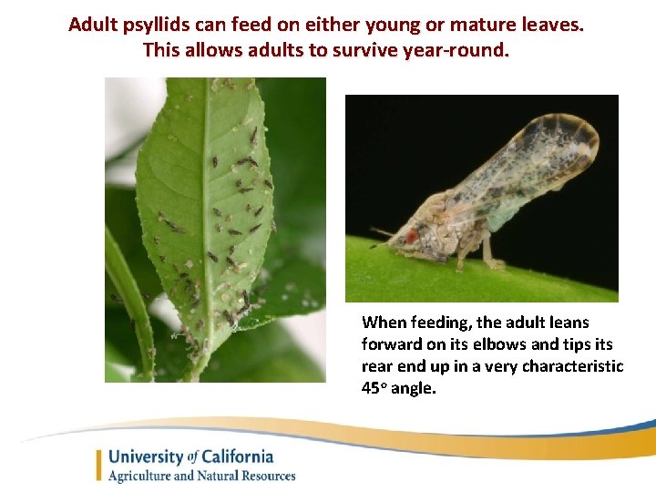 Adult psyllids can feed on either young or mature leaves. This allows adults to
