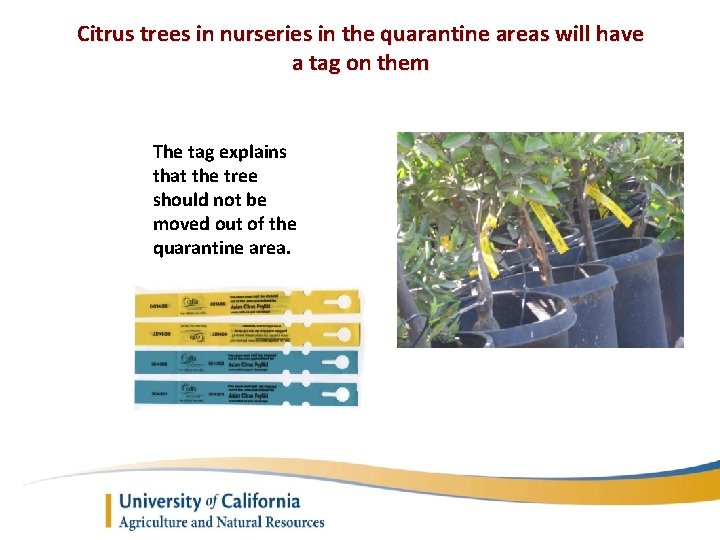 Citrus trees in nurseries in the quarantine areas will have a tag on them