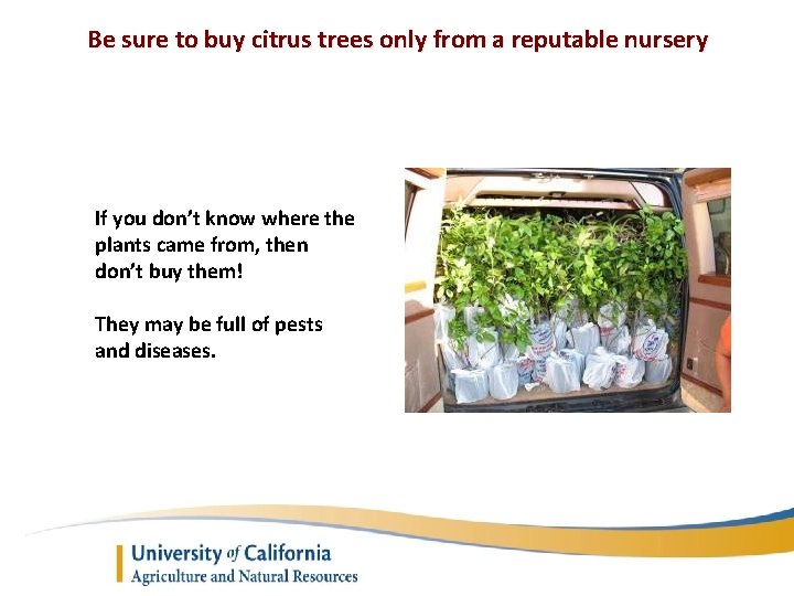 Be sure to buy citrus trees only from a reputable nursery If you don’t