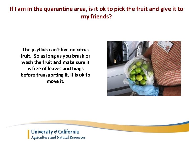If I am in the quarantine area, is it ok to pick the fruit