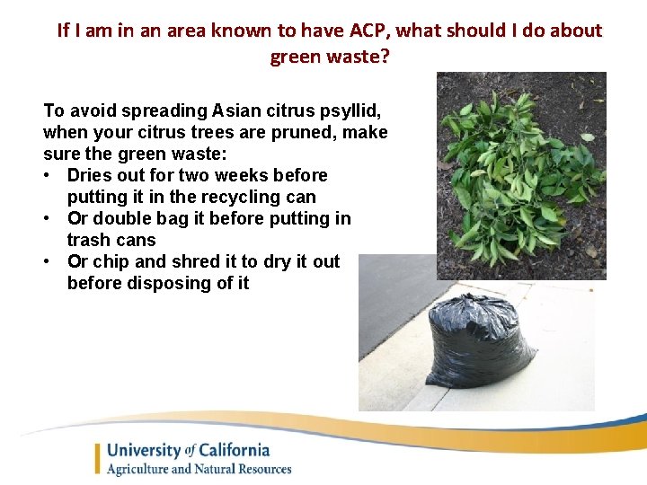 If I am in an area known to have ACP, what should I do