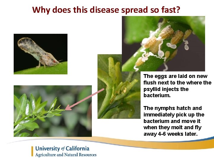 Why does this disease spread so fast? The eggs are laid on new flush