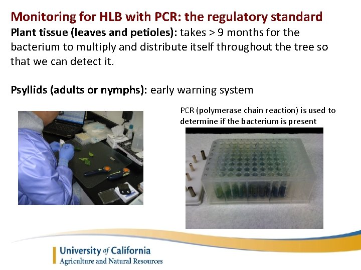 Monitoring for HLB with PCR: the regulatory standard Plant tissue (leaves and petioles): takes