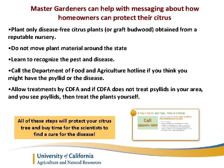 Master Gardeners can help with messaging about how homeowners can protect their citrus •