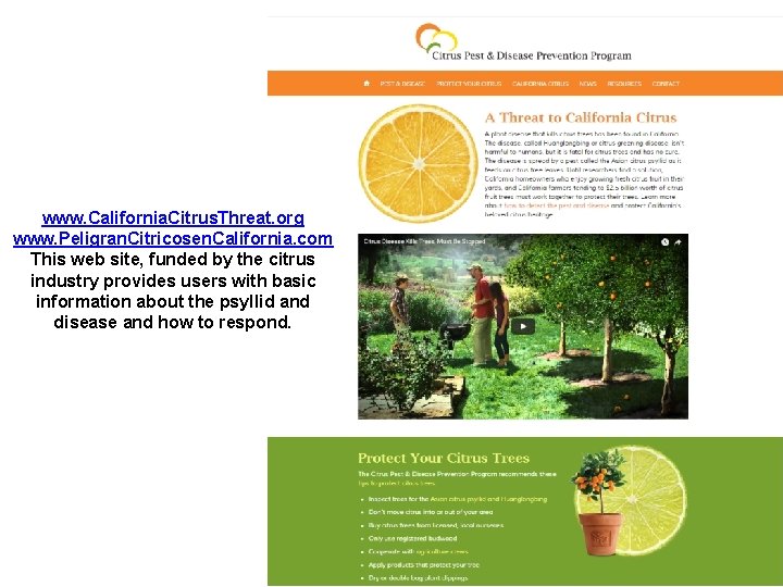 www. California. Citrus. Threat. org www. Peligran. Citricosen. California. com This web site, funded