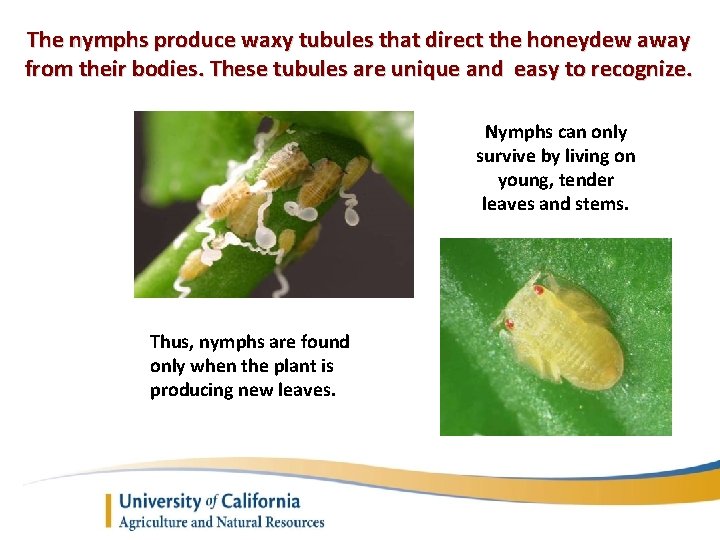 The nymphs produce waxy tubules that direct the honeydew away from their bodies. These