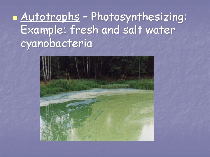 n Autotrophs – Photosynthesizing: Example: fresh and salt water cyanobacteria 