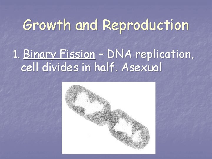Growth and Reproduction 1. Binary Fission – DNA replication, cell divides in half. Asexual