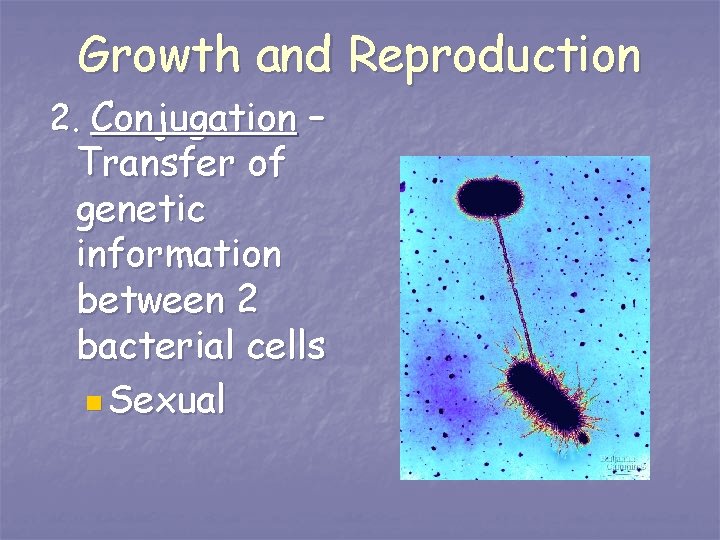 Growth and Reproduction 2. Conjugation – Transfer of genetic information between 2 bacterial cells