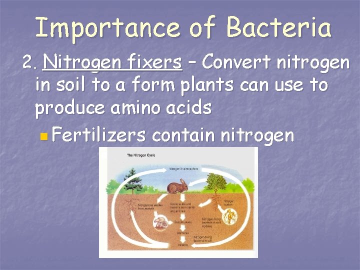 Importance of Bacteria 2. Nitrogen fixers – Convert nitrogen in soil to a form