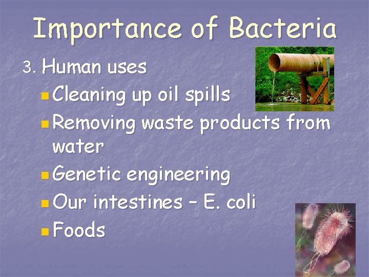 Importance of Bacteria 3. Human uses n Cleaning up oil spills n Removing waste