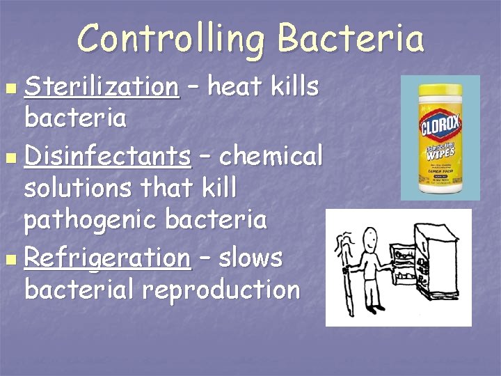 Controlling Bacteria n Sterilization – heat kills bacteria n Disinfectants – chemical solutions that