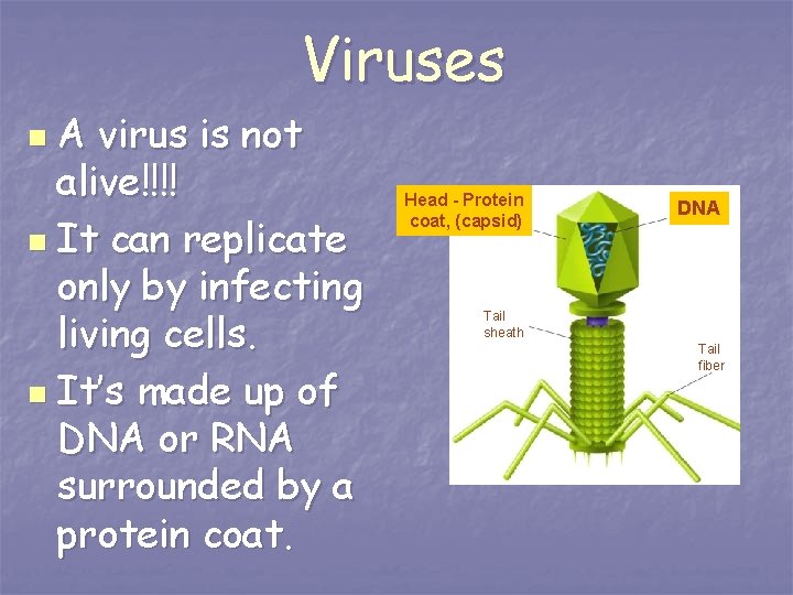 Viruses A virus is not alive!!!! n It can replicate only by infecting living