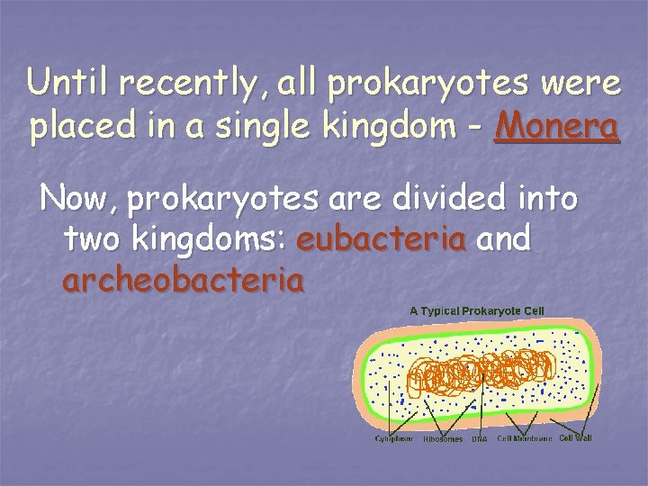Until recently, all prokaryotes were placed in a single kingdom - Monera Now, prokaryotes