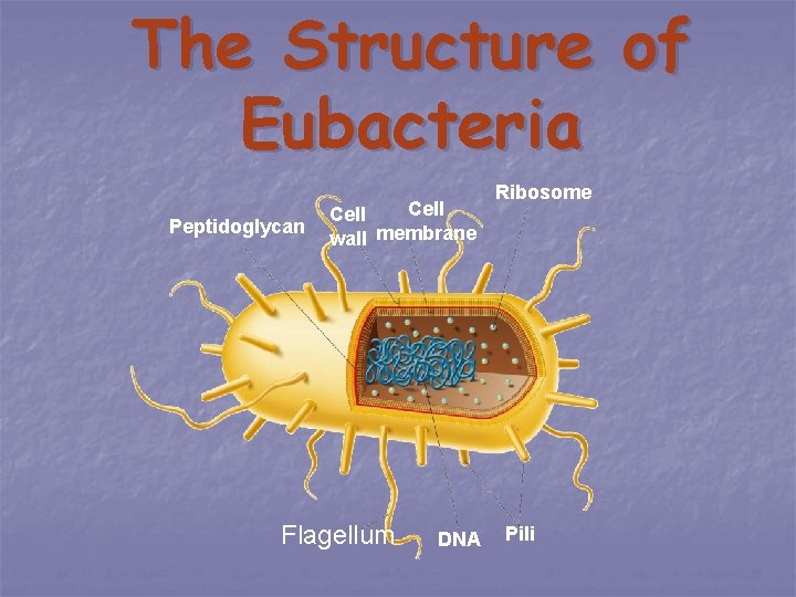 The Structure of Eubacteria Peptidoglycan Cell wall membrane Flagellum DNA Ribosome Pili 