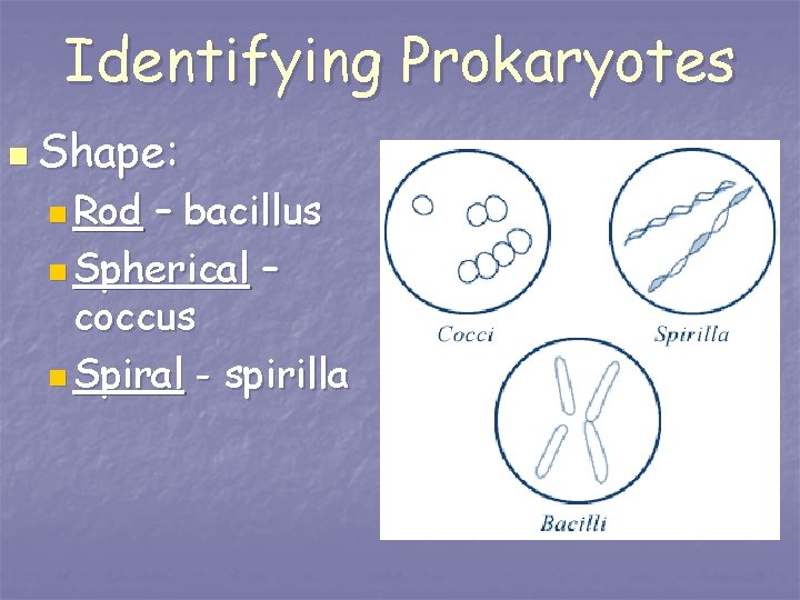 Identifying Prokaryotes n Shape: n Rod – bacillus n Spherical – coccus n Spiral