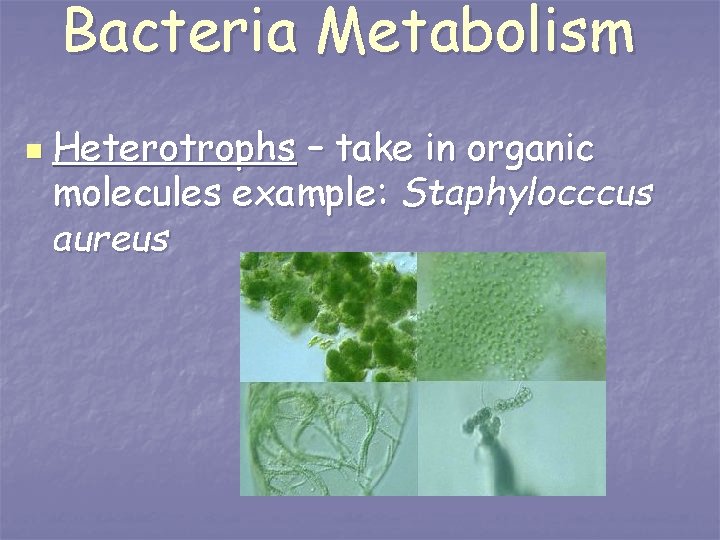 Bacteria Metabolism n Heterotrophs – take in organic molecules example: Staphylocccus aureus 