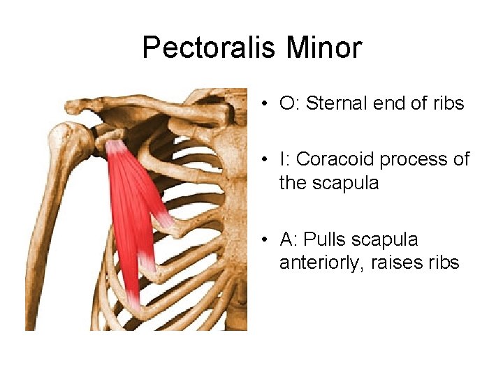 Pectoralis Minor • O: Sternal end of ribs • I: Coracoid process of the