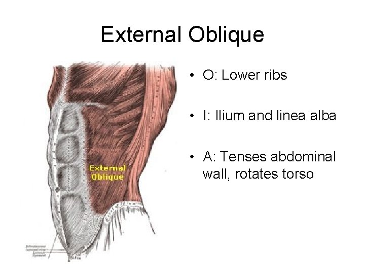 External Oblique • O: Lower ribs • I: Ilium and linea alba • A: