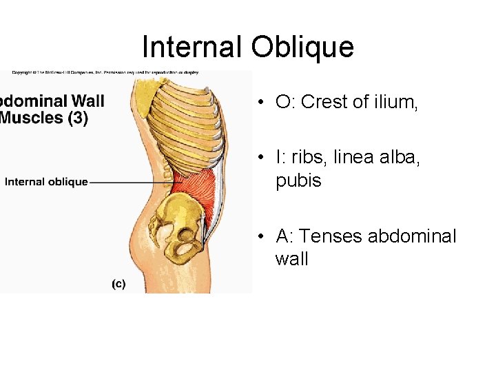 Internal Oblique • O: Crest of ilium, • I: ribs, linea alba, pubis •