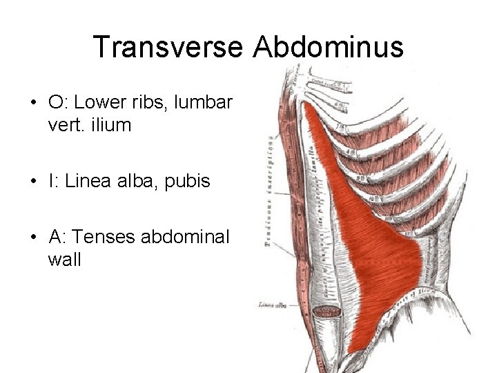 Transverse Abdominus • O: Lower ribs, lumbar vert. ilium • I: Linea alba, pubis