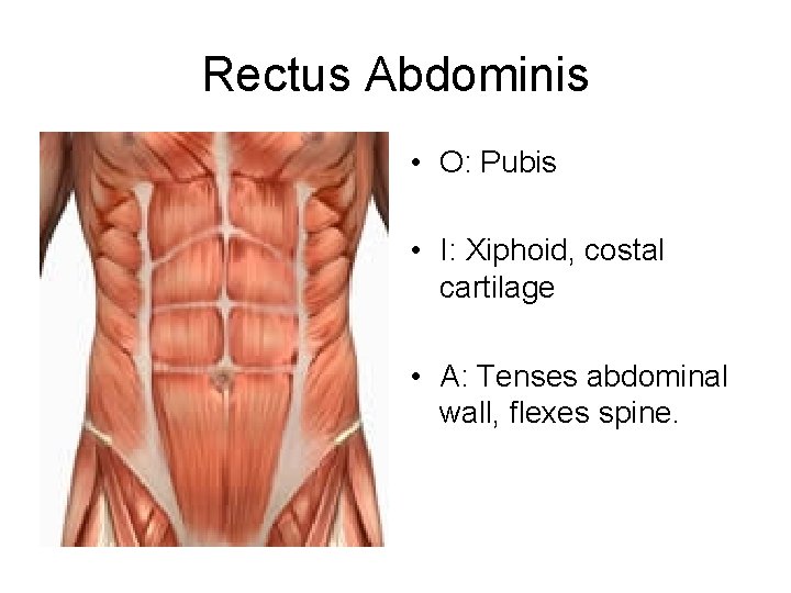 Rectus Abdominis • O: Pubis • I: Xiphoid, costal cartilage • A: Tenses abdominal