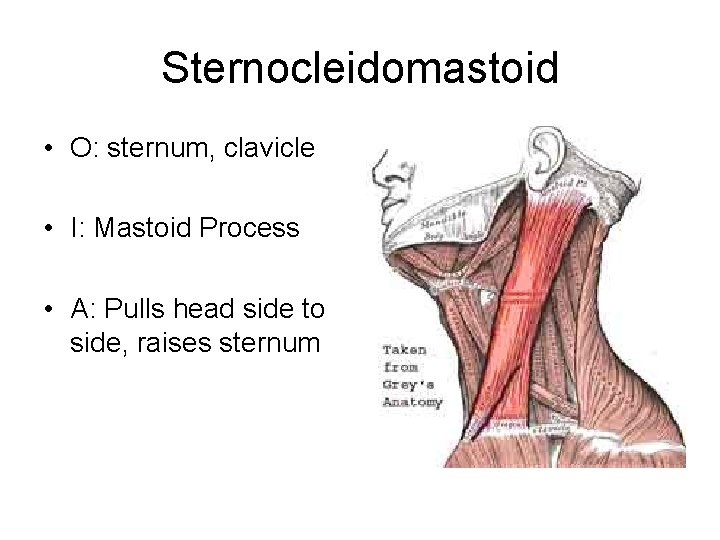 Sternocleidomastoid • O: sternum, clavicle • I: Mastoid Process • A: Pulls head side